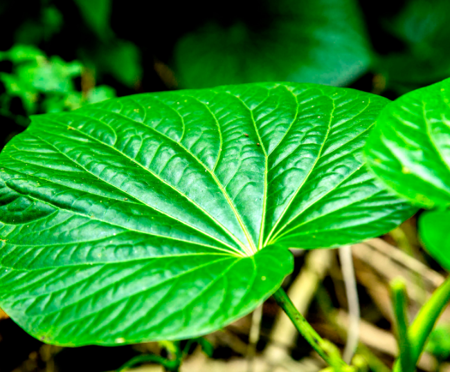 Best Kava for Anxiety featured image